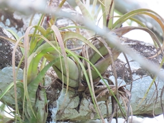 Tillandsia flexuosa image