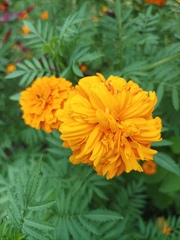 Tagetes erecta image