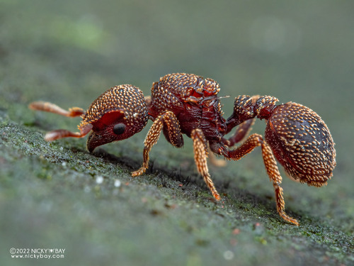 叉唇蚁属Calyptomyrmex