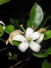Murraya paniculata image