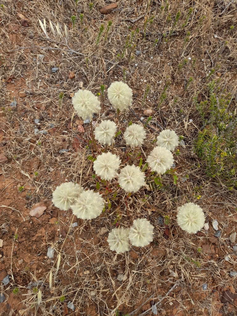 Ptilotus angustifolius in November 2022 by Pam Quick · iNaturalist