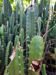 Acanthocereus tetragonus image