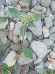 Euphorbia heterophylla image