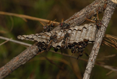 Ropalidia cincinnata
