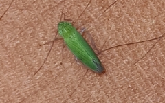 Hortensia similis image