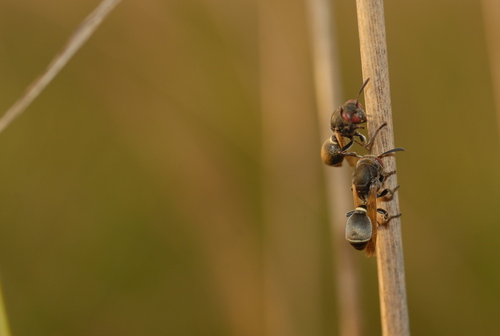 Ropalidia cincinnata