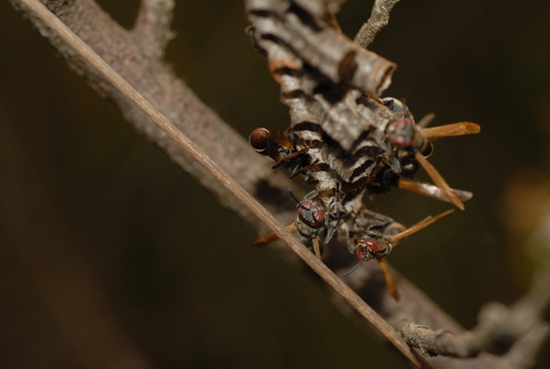 Ropalidia cincinnata