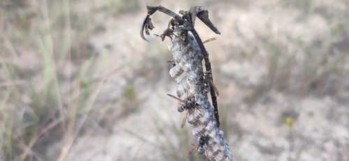Ropalidia cincinnata