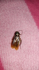 Periplaneta australasiae image