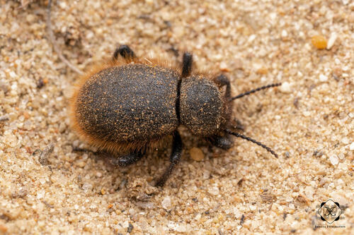 Woolly Darkling Beetle