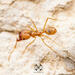 Vista Big-headed Ant - Photo (c) Winsten Slowswakey, all rights reserved, uploaded by Winsten Slowswakey