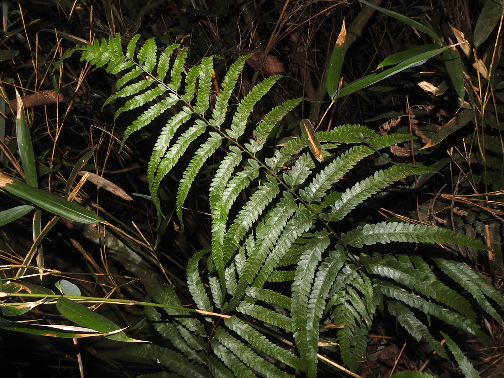 Microlepia intramarginalis (Microlepia intramarginalis)