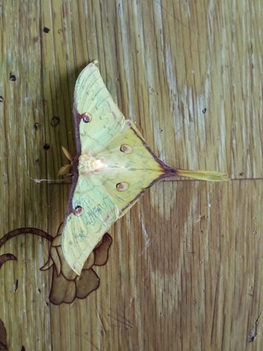 western Chinese moon moth