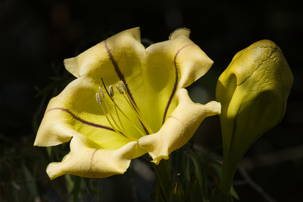 Cup of gold vine