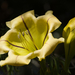 Golden Chalice Vine - Photo (c) Geoff Vardy, all rights reserved, uploaded by Geoff Vardy