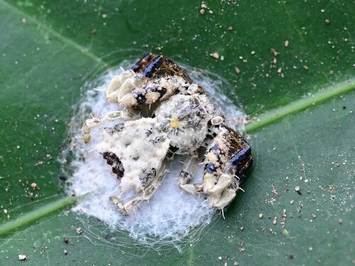 Phrynarachne lancea · iNaturalist