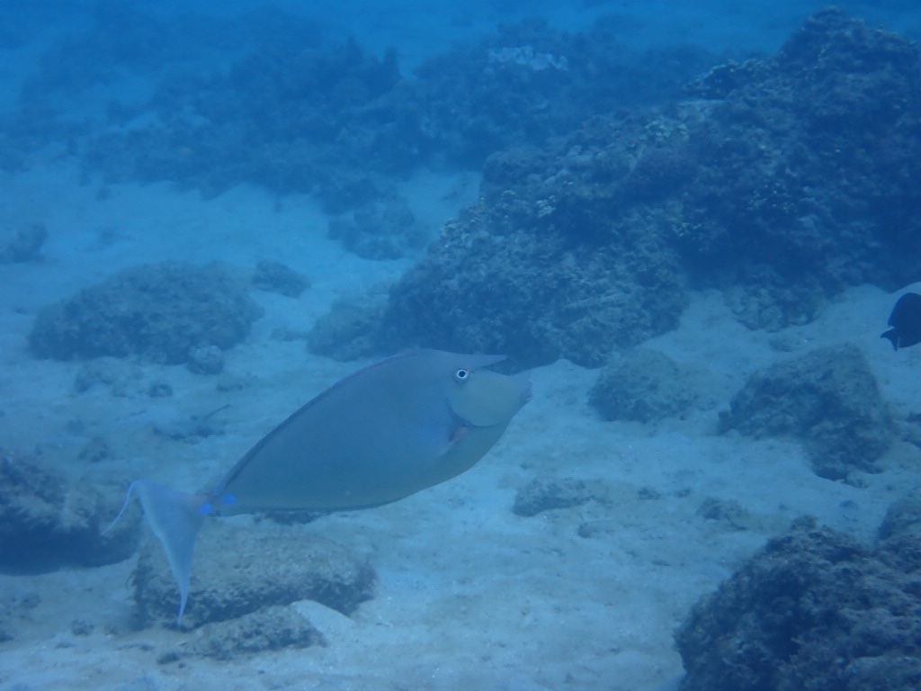 Bluespine unicornfish