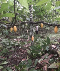 Theobroma cacao image