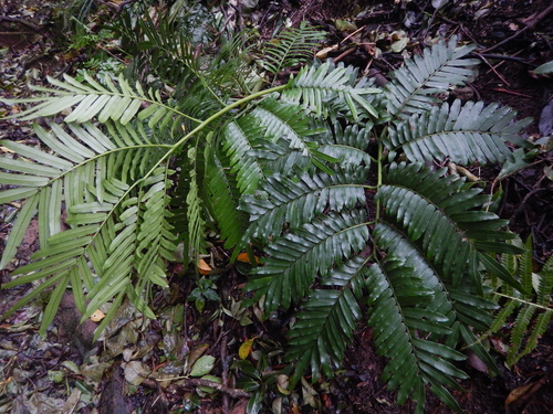 Ptisana boninensis
