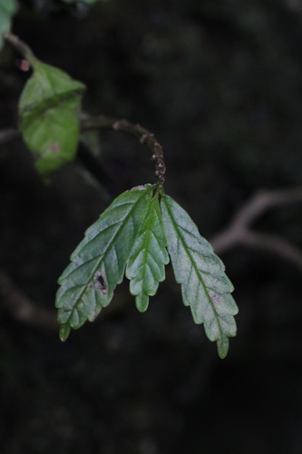 Procris boninensis