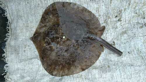 Daisy Stingray