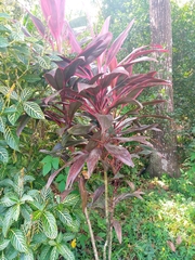 Cordyline fruticosa image