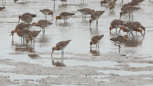 Black-tailed Godwit