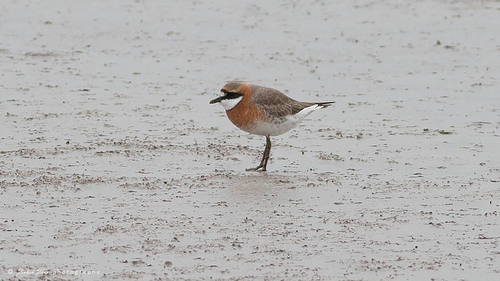 Siberian Sand-Plover