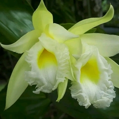 Sobralia macrophylla image