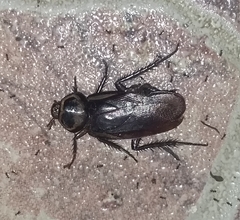 Periplaneta australasiae image