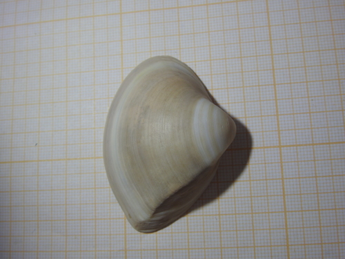 Mulinia pallida