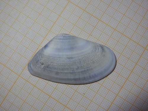Punctate Donax