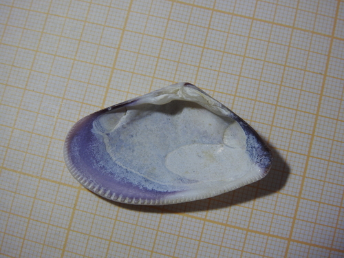 Punctate Donax