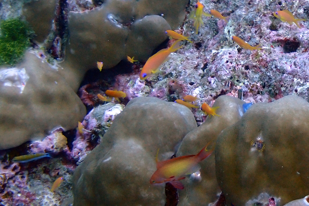 Anthias (Lyretail)