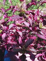 Alternanthera brasiliana image