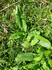 Eryngium foetidum image