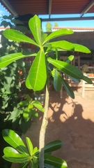 Plumeria obtusa image