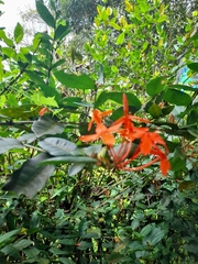 Ixora coccinea image