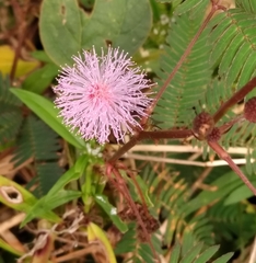 Mimosa pudica image