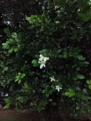 Murraya paniculata image