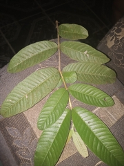 Psidium guajava image