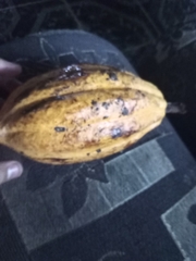 Theobroma cacao image