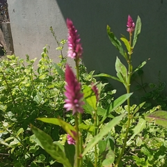 Celosia argentea image