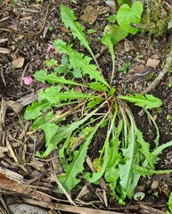 Taraxacum officinale image