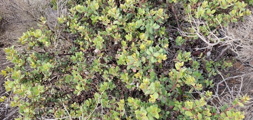 Morro Manzanita foliage