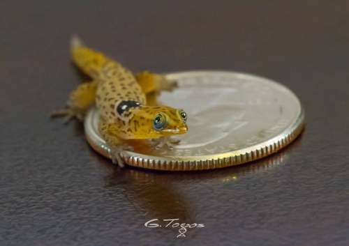Big-scaled least gecko