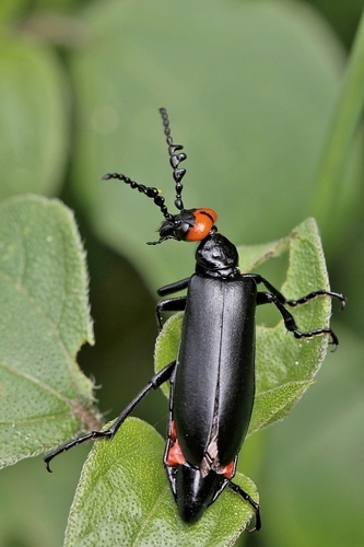 Lytta eucera