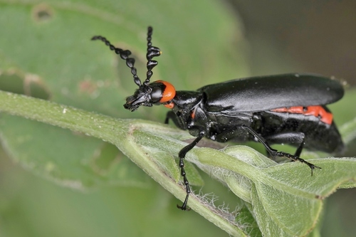Lytta eucera