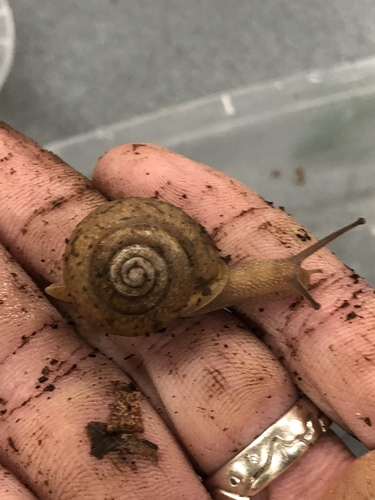 White-lip Globe Snail