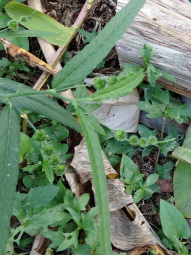 Caperonia palustris image